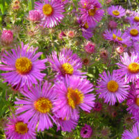Aster novae–angliae Astřička novonaglická, Abendsonne, K9