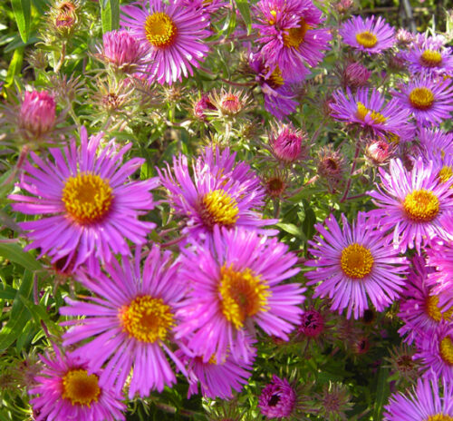 Aster novae–angliae Astřička novonaglická, Abendsonne, K9 - Obrázek 1