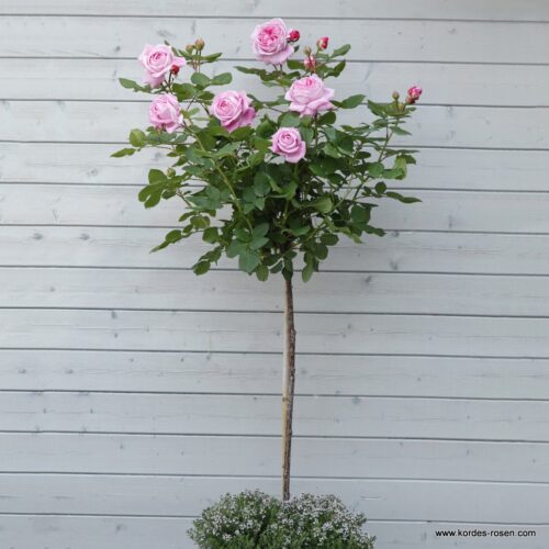 ROSA KORDES 'Rosengräfin Marie Henriette'®-stromková - Image 1