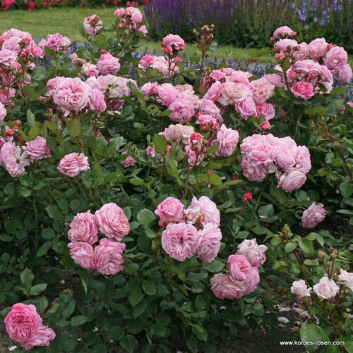 ROSA KORDES 'Rosengräfin Marie Henriette'®-stromková - Image 5
