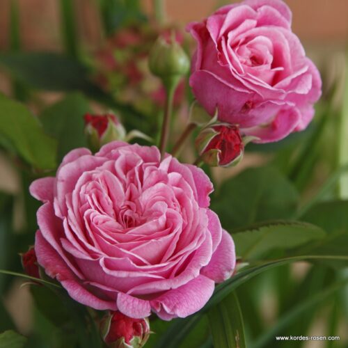 Rosa Kordes 'Rosengräfin Marie Henriette'® - Obrázek 1