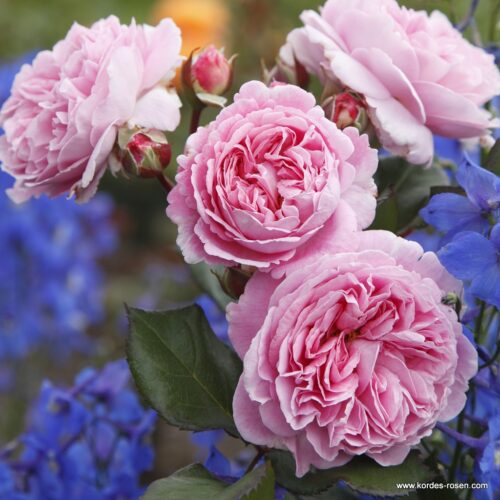 ROSA KORDES 'Rosengräfin Marie Henriette'®-stromková - Image 2