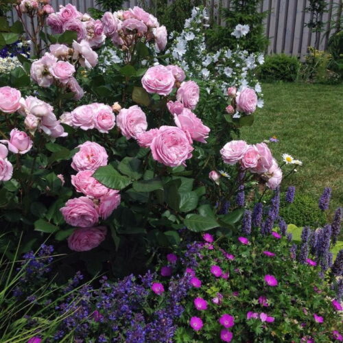 ROSA KORDES 'Rosengräfin Marie Henriette'®-stromková - Image 4