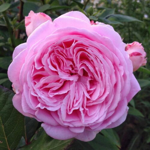 ROSA KORDES 'Rosengräfin Marie Henriette'®-stromková - Image 3