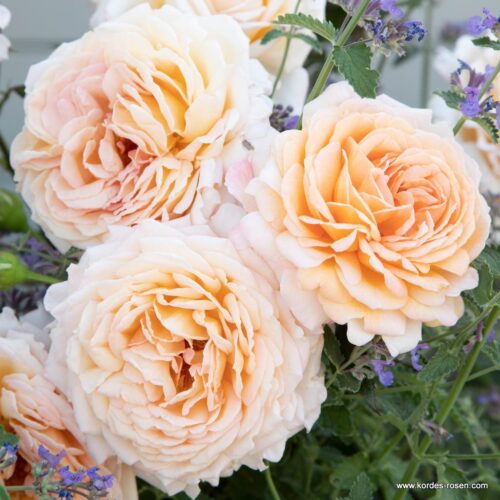 ROSA KORDES 'Großherzogin Luise'®-stromková - Image 3