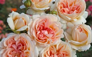 ROSA KORDES 'Großherzogin Luise'®