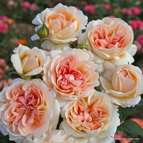 ROSA KORDES 'Großherzogin Luise'®-stromková - Image 1