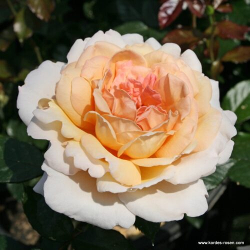 ROSA KORDES 'Großherzogin Luise'®-stromková - Image 2
