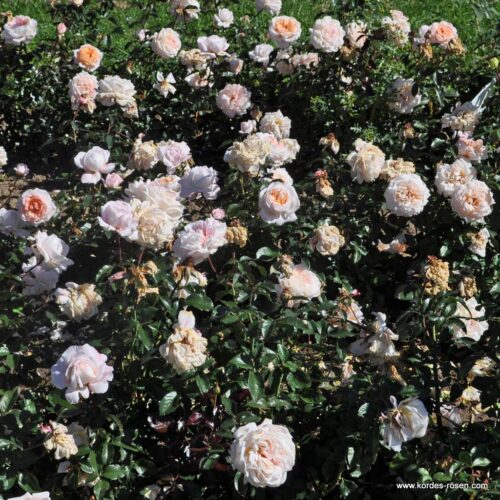 ROSA KORDES 'Großherzogin Luise'®-stromková - Image 4