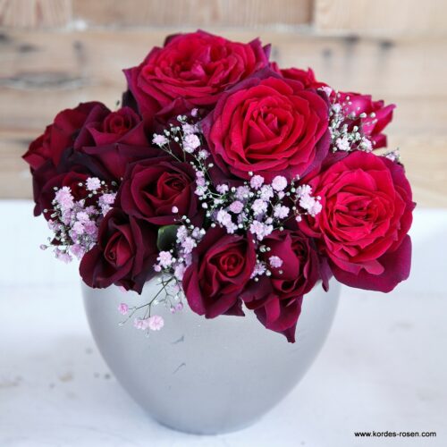 ROSA KORDES 'Gräfin Diana'® - Image 4