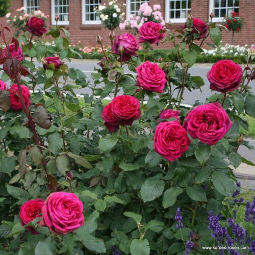 ROSA KORDES 'Gräfin Diana'® - Image 3