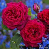 ROSA KORDES 'Gräfin Diana'®
