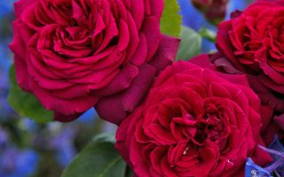 ROSA KORDES 'Gräfin Diana'®