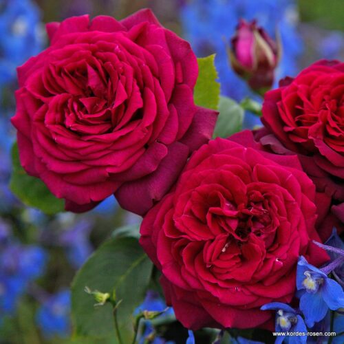 ROSA KORDES 'Gräfin Diana'® - Image 1