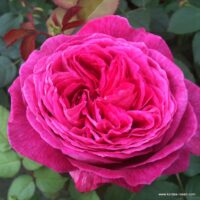 ROSA KORDES, Freifrau Caroline®