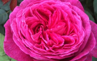 ROSA KORDES, Freifrau Caroline®