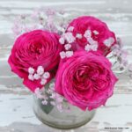ROSA KORDES, Freifrau Caroline® - Obrázek 4