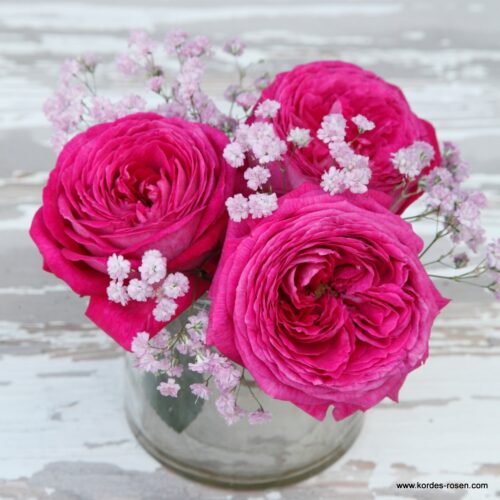 ROSA KORDES, Freifrau Caroline® - Obrázek 4