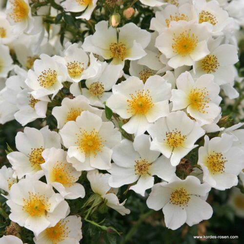 ROSA KORDES, Sonnenröschen® - Image 4