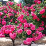 ROSA KORDES Knirps® - Obrázek 3