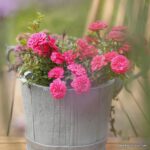 ROSA KORDES Knirps® - Obrázek 4