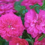 ROSA KORDES Knirps® - Obrázek 2