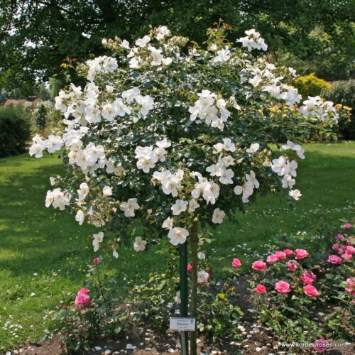 ROSA KORDES, Escimo® - Image 4