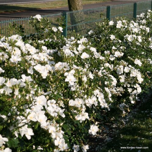 ROSA KORDES, Escimo® - Image 3
