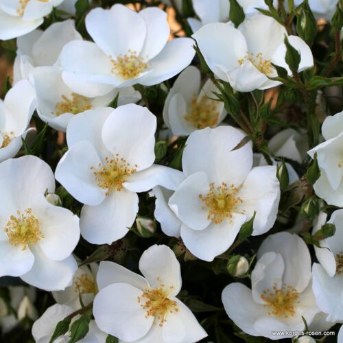 ROSA KORDES, Escimo® - Image 2