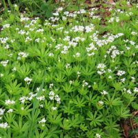 Galium odoratum Svízel vonný – Mařinka vonná, P 9