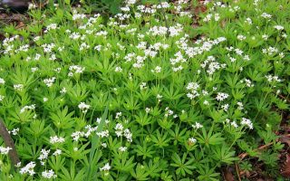 Galium odoratum Svízel vonný – Mařinka vonná, P 9