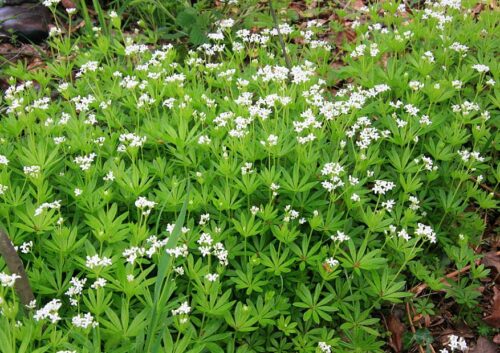 Galium odoratum Svízel vonný – Mařinka vonná, P 9 - Obrázek 1