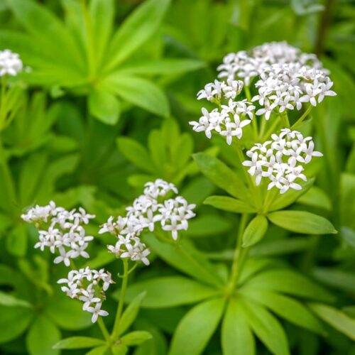 Galium odoratum Svízel vonný – Mařinka vonná, P 9 - Obrázek 2