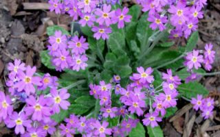 Primula frondosa K 9x9