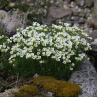 Draba x suendermannii K 9x9