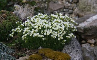 Draba x suendermannii K 9x9