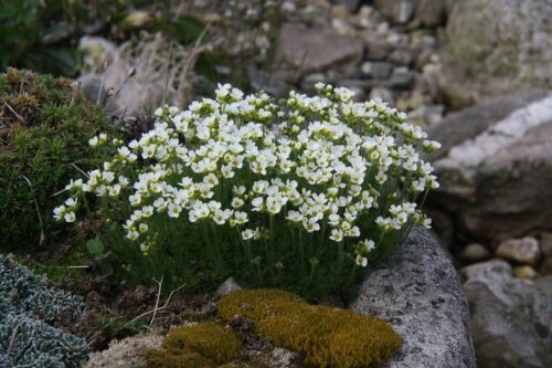 Draba x suendermannii K 9x9 - Obrázek 1