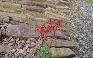 Saxifraga ´Jaromir´ K 9x9