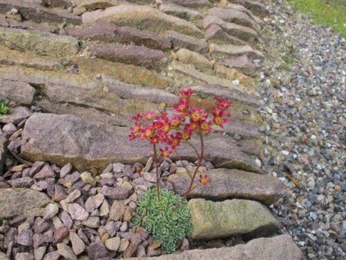 Saxifraga ´Jaromir´ K 9x9 - Obrázek 1
