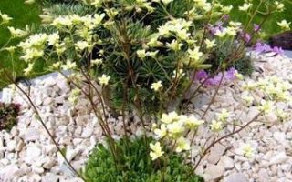 Saxifraga paniculata ´Lutea´ K 9x9