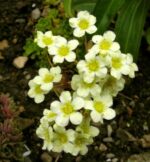 Saxifraga paniculata ´Lutea´ K 9x9 - Obrázek 2