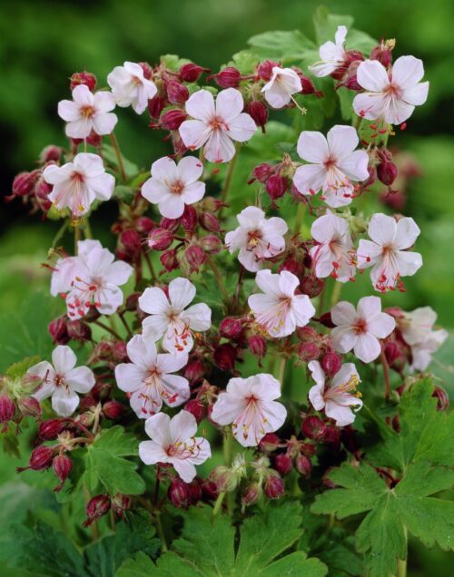 Geranium macrorrhizum 'Spessart' - Obrázek 2