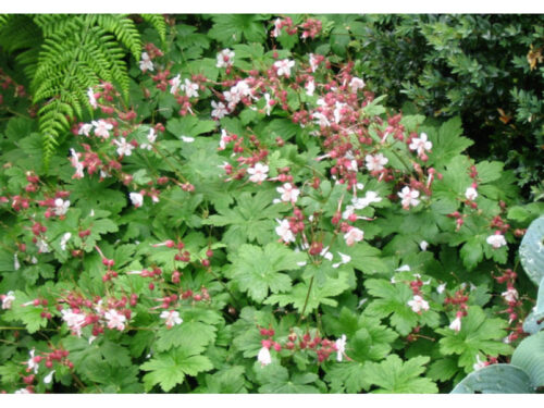 Geranium macrorrhizum 'Spessart' - Obrázek 1