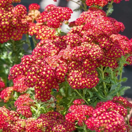 Achillea millefolium Summer Fruit Carmine, K12 - Obrázek 2
