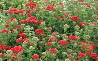 Achillea millefolium Summer Fruit Carmine, K12