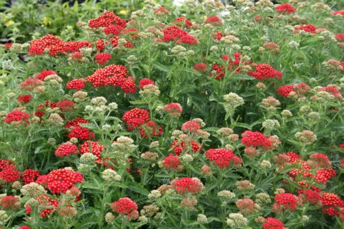 Achillea millefolium Summer Fruit Carmine, K12 - Obrázek 1