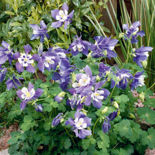 Aquilegia caerulea Spring Magic Blue White , K9 - Obrázek 1