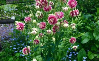 Aquilegia vulgaris Barlow Nora Barlow