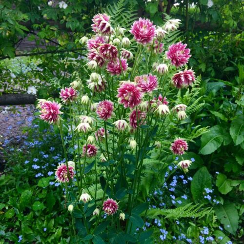 Aquilegia vulgaris Barlow Nora Barlow - Obrázek 1