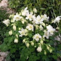 Aquilegia caerulea Spring Magic White K9